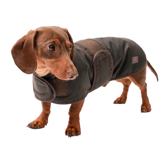 Waxed Dachshund Coat